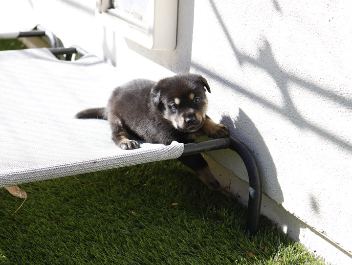 chinook dog